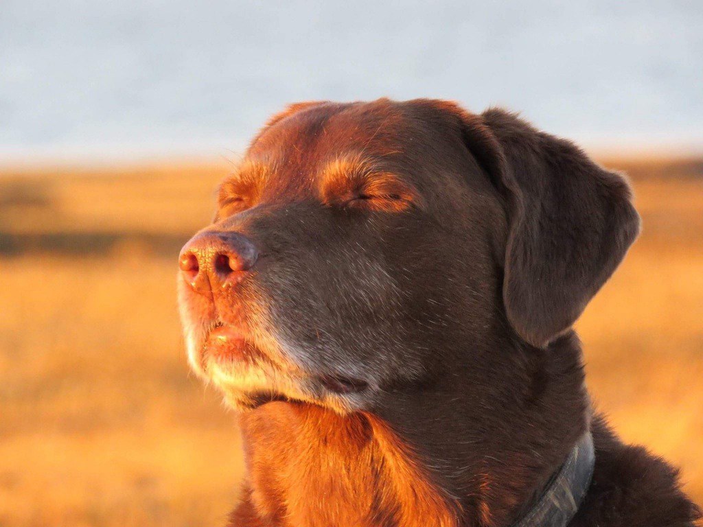 AI Generated Plantilla de meme del perro aceptando su destino