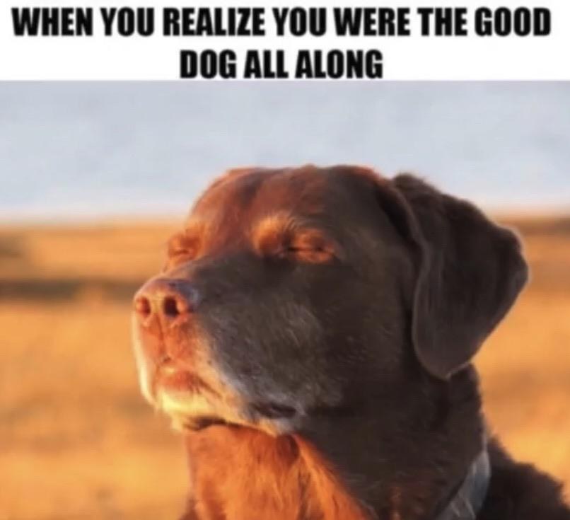 Perro viejo que cierra los ojos con calma usado como reacción del perro aceptando su destino