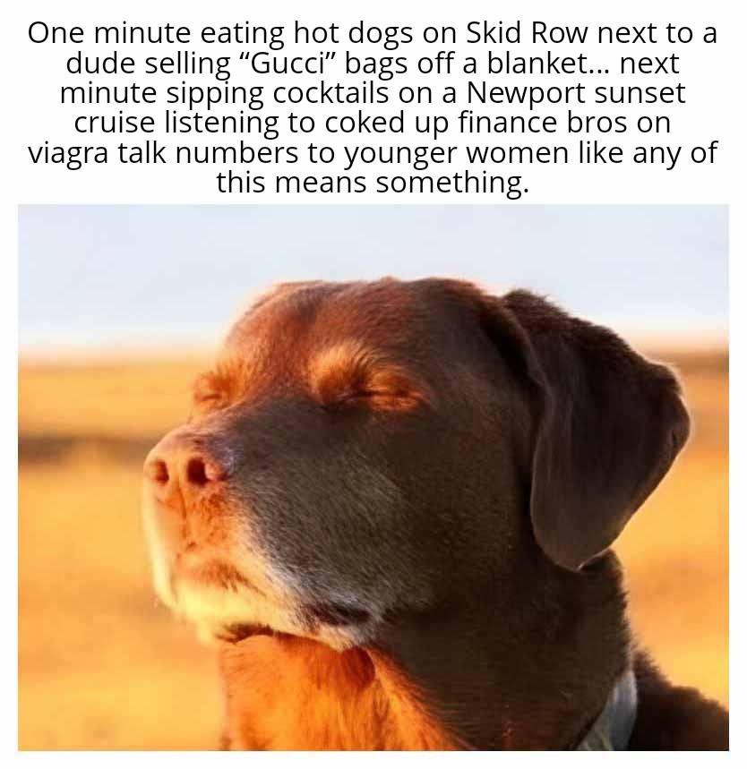 Perro anciano bajo la cálida luz del atardecer preparándose para lo inevitable