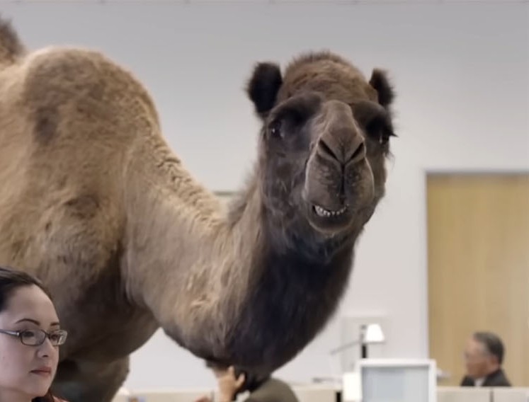 Primer plano del camello sonriente de Geico para una reacción del miércoles «hump day»