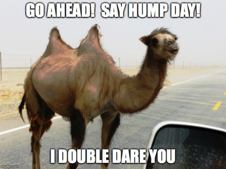 Camello de Geico con texto retándote a decir «hump day»
