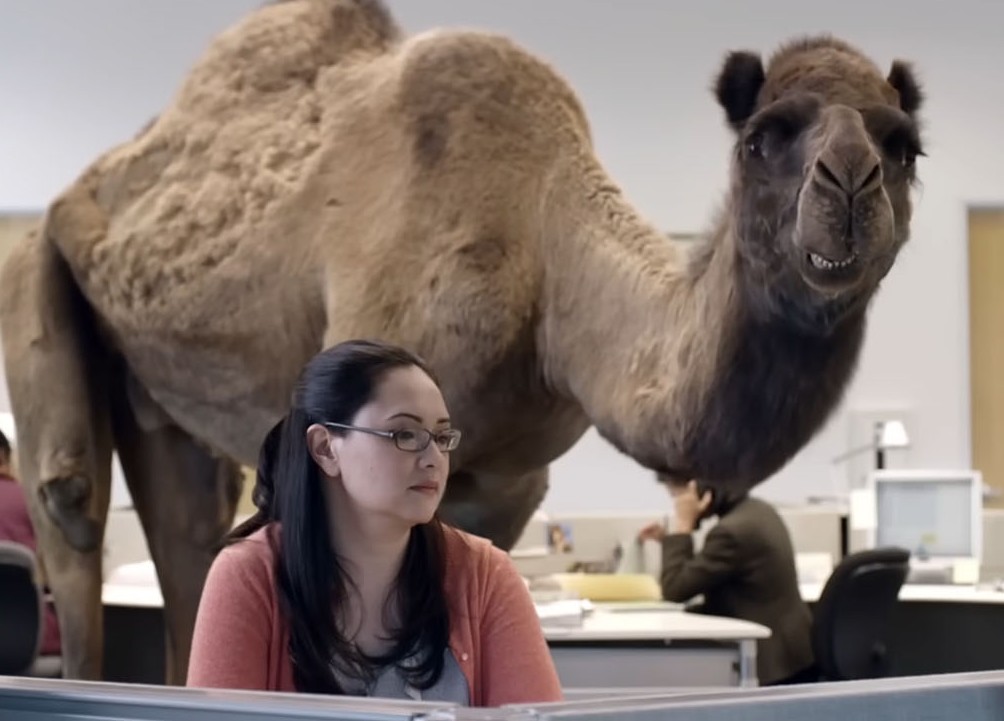 Camello de Geico paseando junto a los cubículos de oficina en el «hump day»