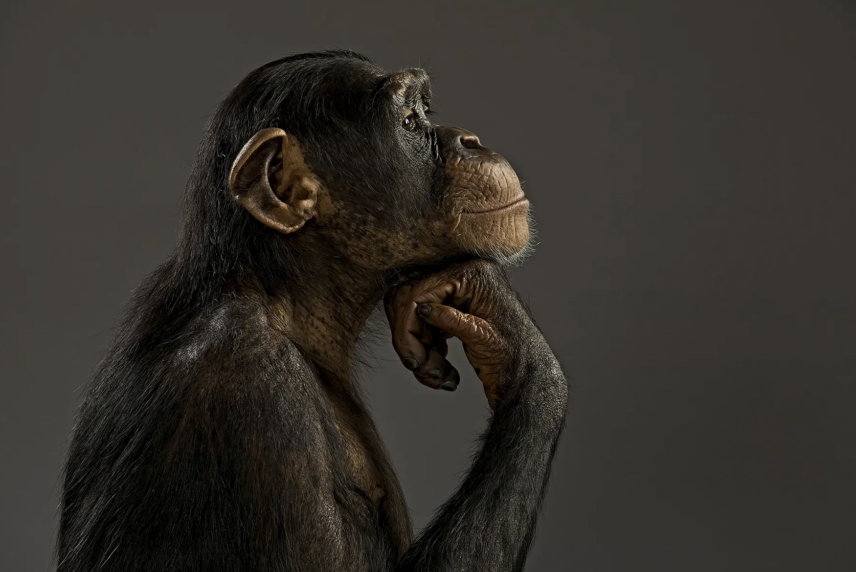 Foto de stock del chimpancé pensativo convertido en la mitad tranquila del meme mono león