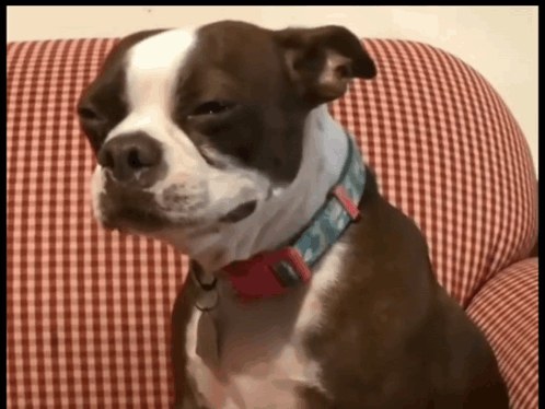 Primer plano de un perro con los ojos llorosos usado como imagen de reacción del perro triste