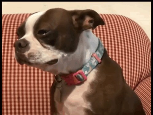 Meme del perro triste con un texto de macro de desamor melodramático