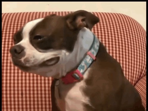 Perro lastimero con las orejas caídas en una imagen de reacción del perro triste