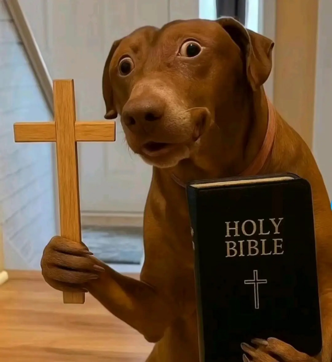 Reacción asustada de ojos muy abiertos de Belle the Dog en el meme del perro asustado