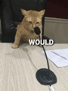 Exemplo de meme Would mostrando um gato no microfone legendado would