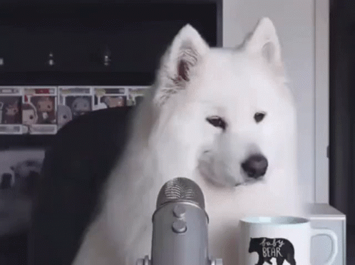 Variante do meme Would mostrando um cachorro branco fofinho se inclinando para um microfone de podcast