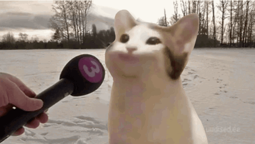 Variante do meme Would mostrando um gato sendo entrevistado com um microfone de reportagem ao ar livre